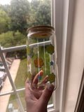 Retro flower and star glass/plastic 16oz cup
